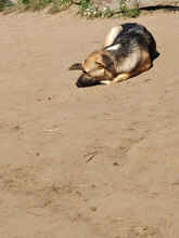 COBY, Hund, Mischlingshund in Rumänien - Bild 4