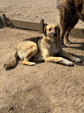 COBY, Hund, Mischlingshund in Rumänien - Bild 5