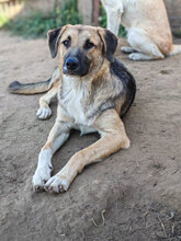 COBY, Hund, Mischlingshund in Rumänien - Bild 6
