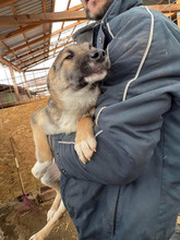 COBY, Hund, Mischlingshund in Rumänien - Bild 7