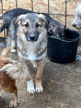 COBY, Hund, Mischlingshund in Rumänien - Bild 8