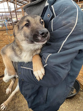 COBY, Hund, Mischlingshund in Rumänien - Bild 9