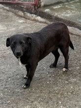 IRINA, Hund, Mischlingshund in Rumänien - Bild 1