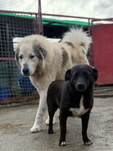 IRINA, Hund, Mischlingshund in Rumänien - Bild 3