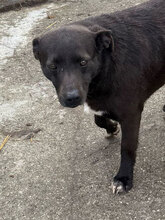 IRINA, Hund, Mischlingshund in Rumänien - Bild 4