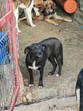 IRINA, Hund, Mischlingshund in Rumänien - Bild 5
