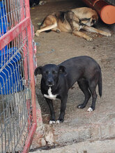 IRINA, Hund, Mischlingshund in Rumänien - Bild 6