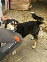 HOBBES, Hund, Mischlingshund in Rumänien - Bild 10