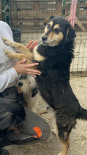 HOBBES, Hund, Mischlingshund in Rumänien - Bild 11