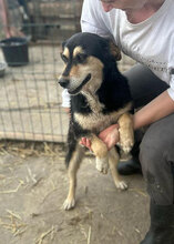 HOBBES, Hund, Mischlingshund in Rumänien - Bild 12