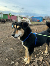 HOBBES, Hund, Mischlingshund in Rumänien - Bild 14