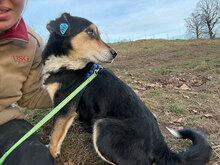 HOBBES, Hund, Mischlingshund in Rumänien - Bild 2