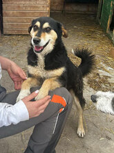 HOBBES, Hund, Mischlingshund in Rumänien - Bild 8