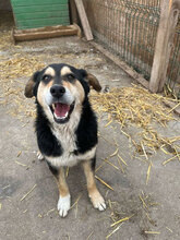 HOBBES, Hund, Mischlingshund in Rumänien - Bild 9