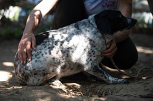 FOLTI, Hund, Mischlingshund in Ungarn - Bild 10