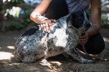 FOLTI, Hund, Mischlingshund in Ungarn - Bild 11