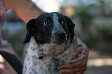 FOLTI, Hund, Mischlingshund in Ungarn - Bild 2
