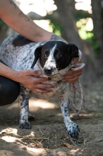 FOLTI, Hund, Mischlingshund in Ungarn - Bild 3