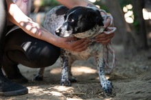 FOLTI, Hund, Mischlingshund in Ungarn - Bild 4