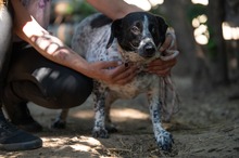 FOLTI, Hund, Mischlingshund in Ungarn - Bild 5