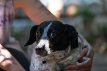 FOLTI, Hund, Mischlingshund in Ungarn - Bild 6