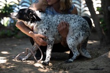 FOLTI, Hund, Mischlingshund in Ungarn - Bild 7
