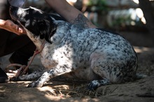 FOLTI, Hund, Mischlingshund in Ungarn - Bild 8
