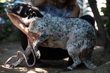 FOLTI, Hund, Mischlingshund in Ungarn - Bild 9