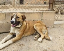 RUBY, Hund, Mischlingshund in Spanien