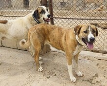 RUBY, Hund, Mischlingshund in Spanien - Bild 3