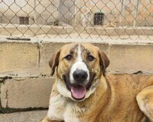 RUBY, Hund, Mischlingshund in Spanien - Bild 5