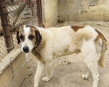 TEDDY, Hund, Herdenschutzhund in Spanien