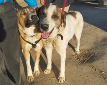 TEDDY, Hund, Herdenschutzhund in Spanien - Bild 2