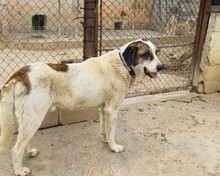 TEDDY, Hund, Herdenschutzhund in Spanien - Bild 4