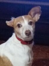 BELLA, Hund, Podenco-Mix in Spanien - Bild 2