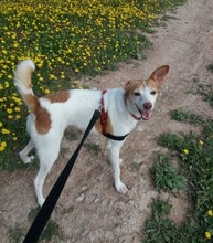 BELLA, Hund, Podenco-Mix in Spanien - Bild 3