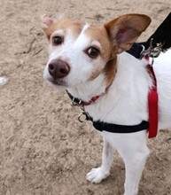 BELLA, Hund, Podenco Mischling in Spanien