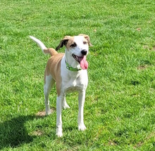 GINA, Hund, Mischlingshund in Wald-Michelbach