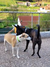GINA, Hund, Mischlingshund in Wald-Michelbach - Bild 4