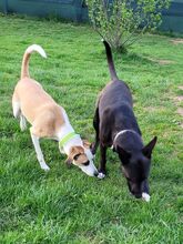 GINA, Hund, Mischlingshund in Wald-Michelbach - Bild 5