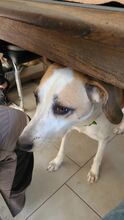 GINA, Hund, Mischlingshund in Wald-Michelbach - Bild 6