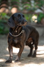 TOBIAS, Hund, Dackel-Mix in Ungarn - Bild 10