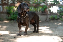 TOBIAS, Hund, Dackel-Mix in Ungarn - Bild 11