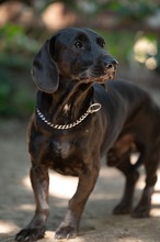 TOBIAS, Hund, Dackel-Mix in Ungarn - Bild 12