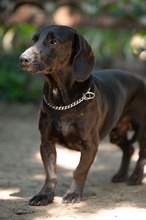 TOBIAS, Hund, Dackel-Mix in Ungarn - Bild 13