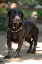 TOBIAS, Hund, Dackel-Mix in Ungarn - Bild 14
