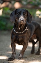 TOBIAS, Hund, Dackel-Mix in Ungarn - Bild 15