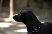 TOBIAS, Hund, Dackel-Mix in Ungarn - Bild 16