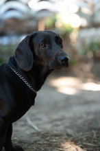 TOBIAS, Hund, Dackel-Mix in Ungarn - Bild 17