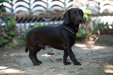 TOBIAS, Hund, Dackel-Mix in Ungarn - Bild 2